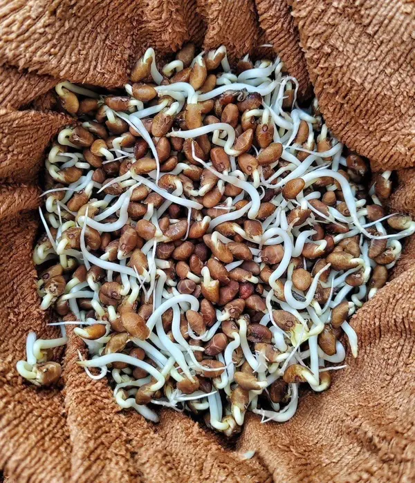 Ngâm hạt nảy mầm