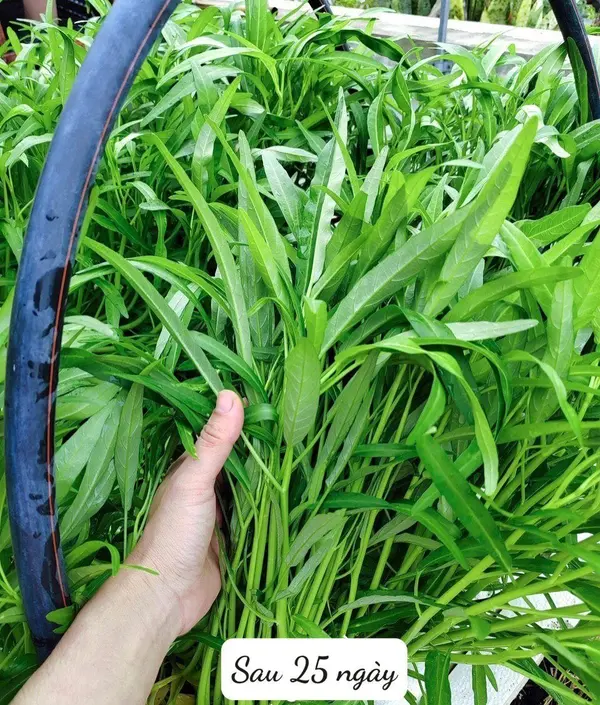 Thu hoạch