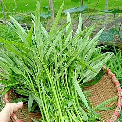 Rổ rau muống