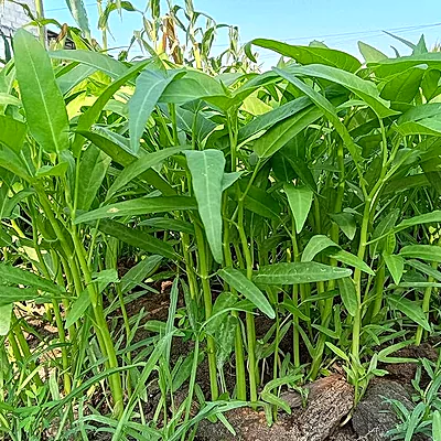 Ruộng rau muống xanh