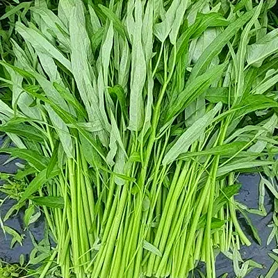 Bó rau muống