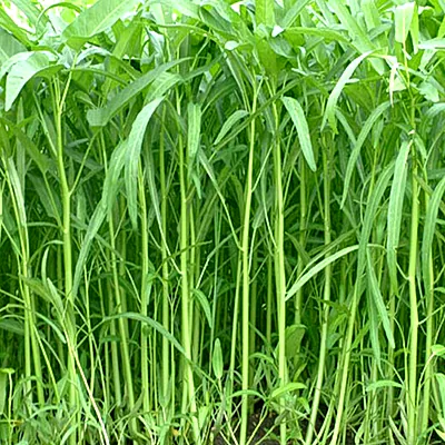 Cận cảnh rau