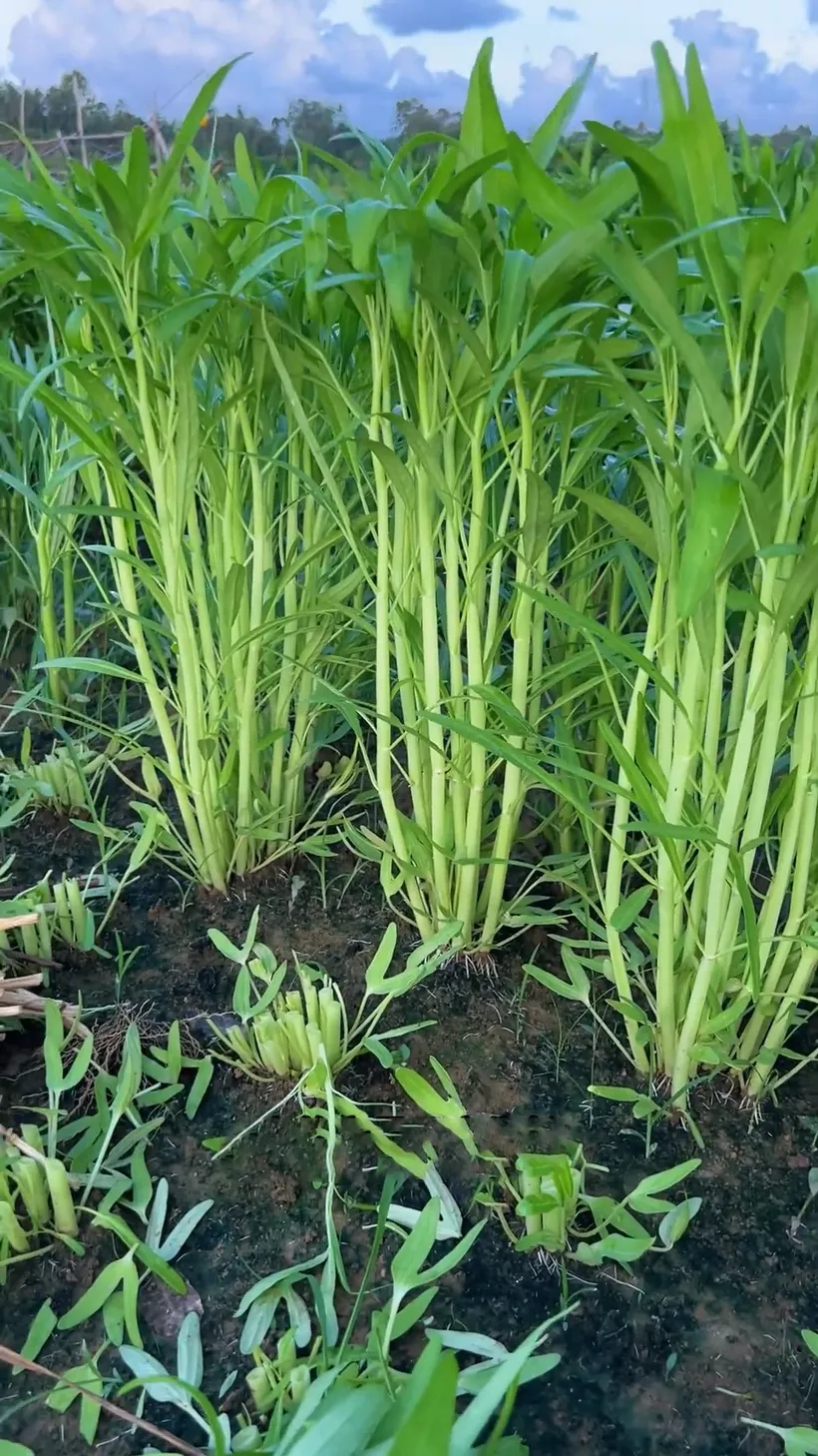 Ruộng rau xanh mướt
