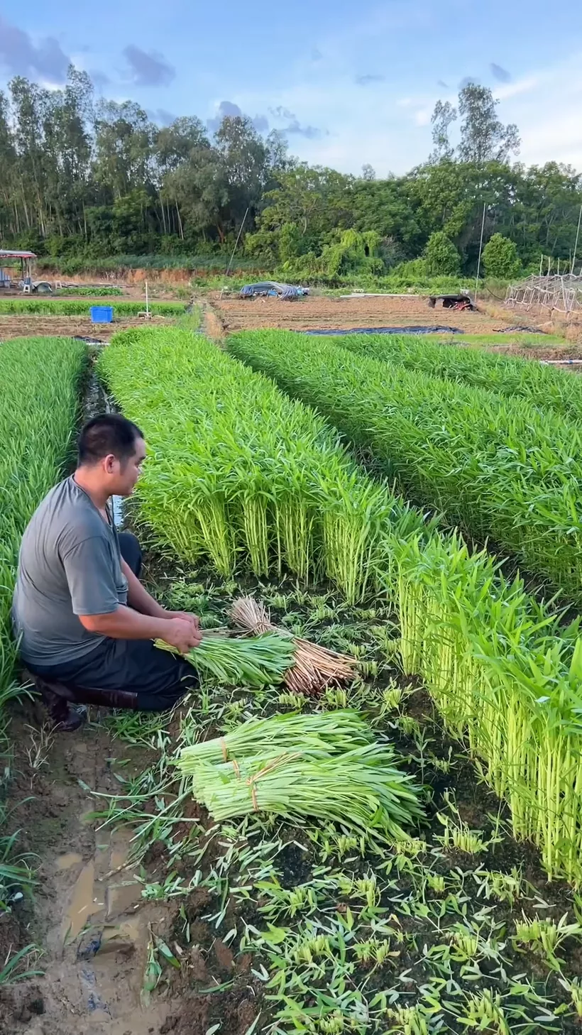 Nông dân thu hoạch rau muống lá tre