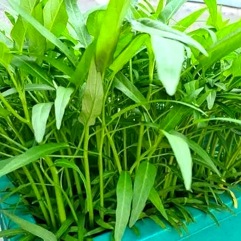 Chậu rau xanh